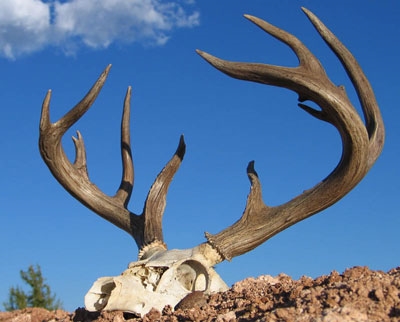 coues buck 127