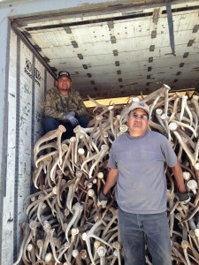 elk shed antler truck