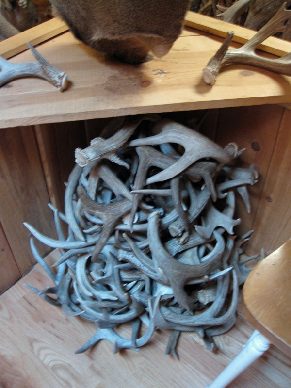 big coues shed antler pile