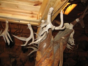 coues-set-my-antler