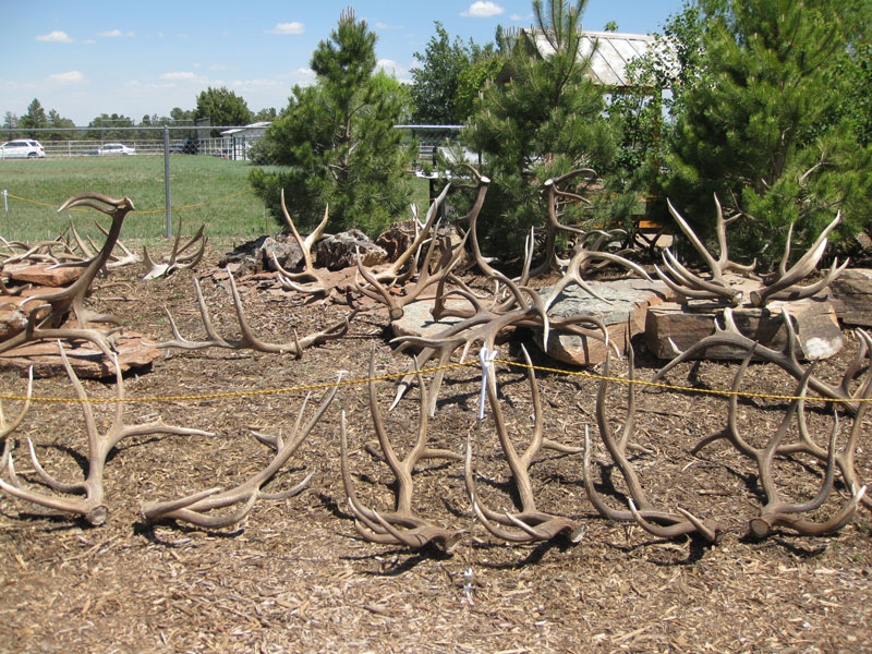 elk antlers regrow