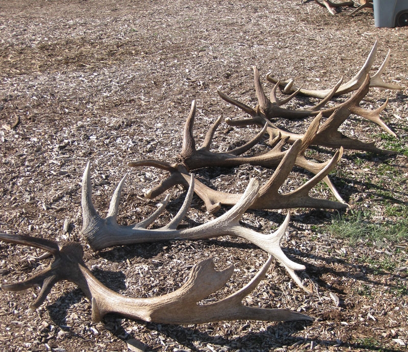 monster elk shed antlers