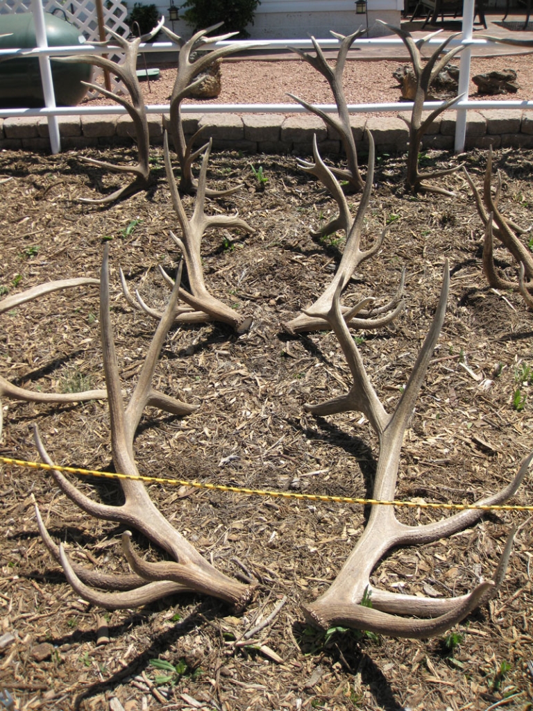 young elk antlers