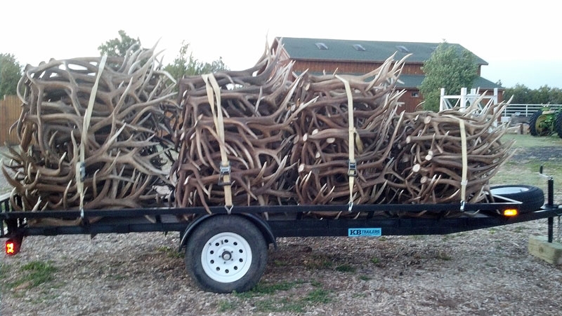 elk shed antler trailer load