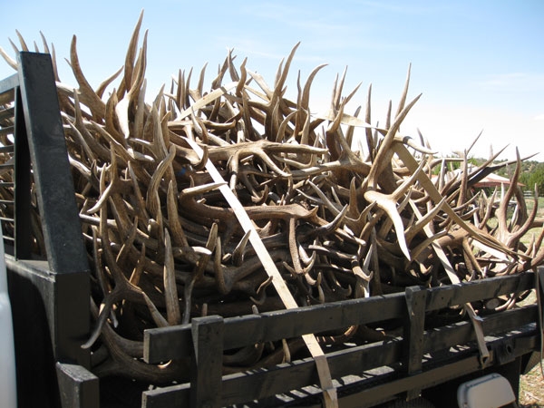 we-buy-antlers-contact-us-arizona-antler-addiction