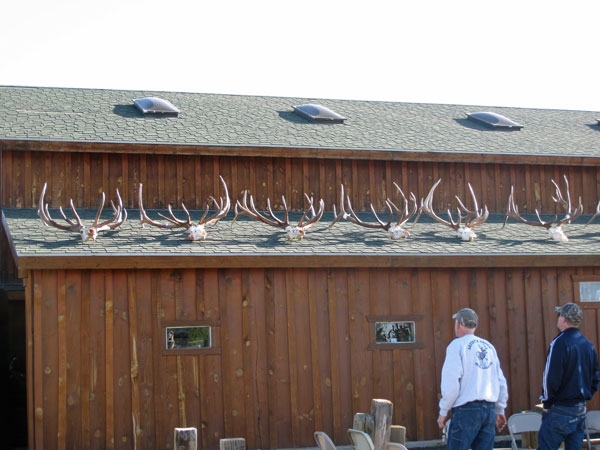 elk shed antlers