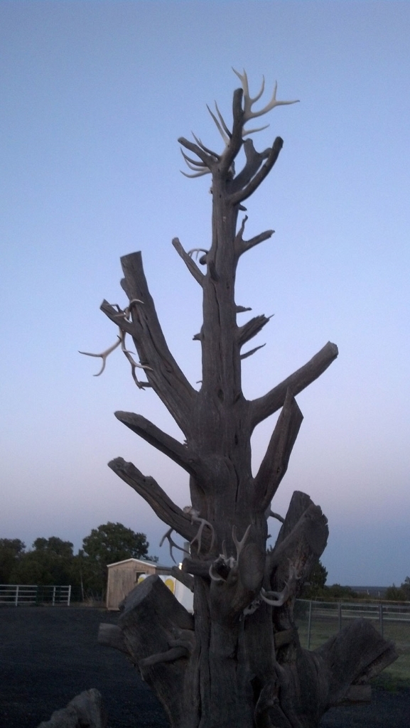 shed antler tree