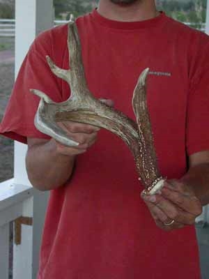 coues whitetail shed