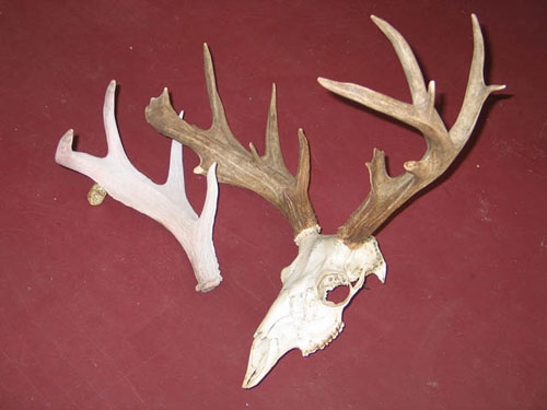 coues deer antler 116 inches plus shed