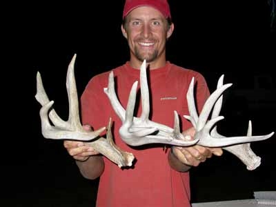 coues shed antlers