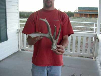 coues whitetail shed antler 62 3/8 inches