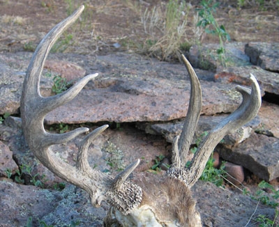 coues buck reverse beam