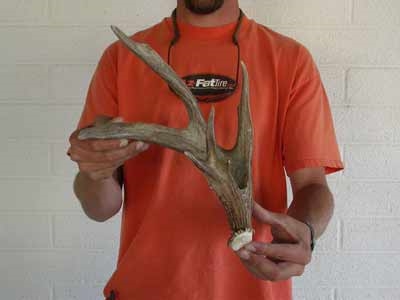 coues shed antler 58 inches 5 point