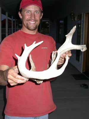 coues shed antler set from unit 33 arizona
