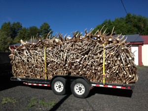 Shed antlers on trailer