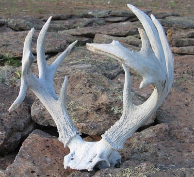 Coues Whitetail 115 inches