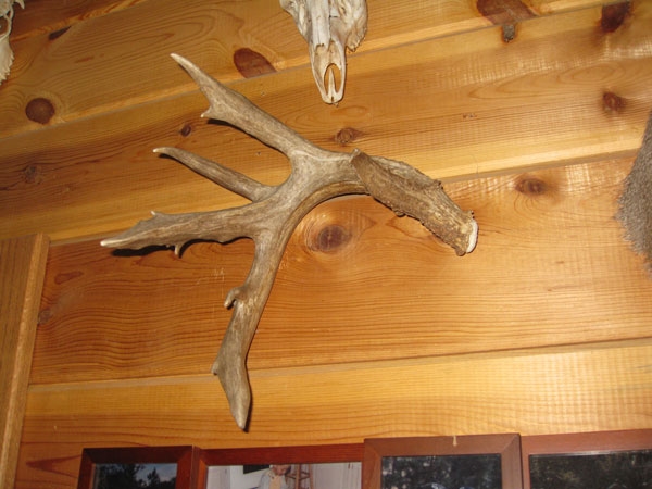 coues shed antler