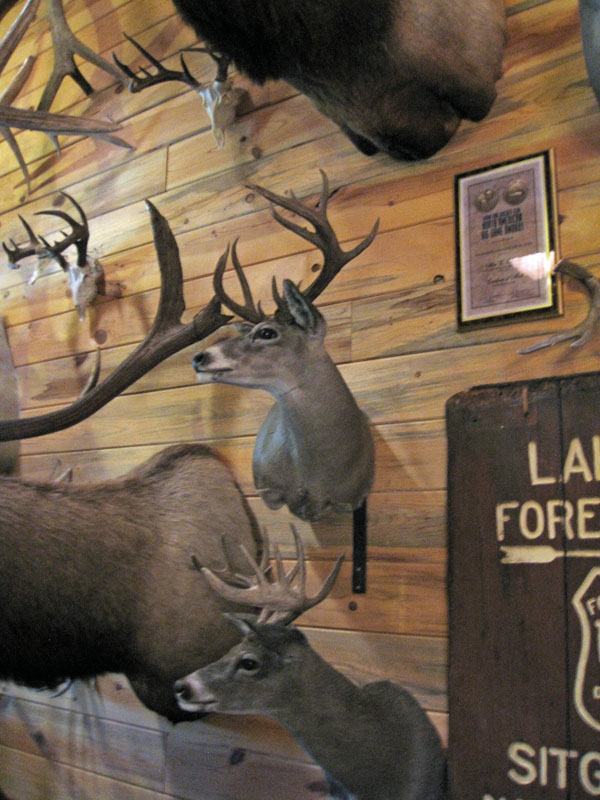 coues deer bucks