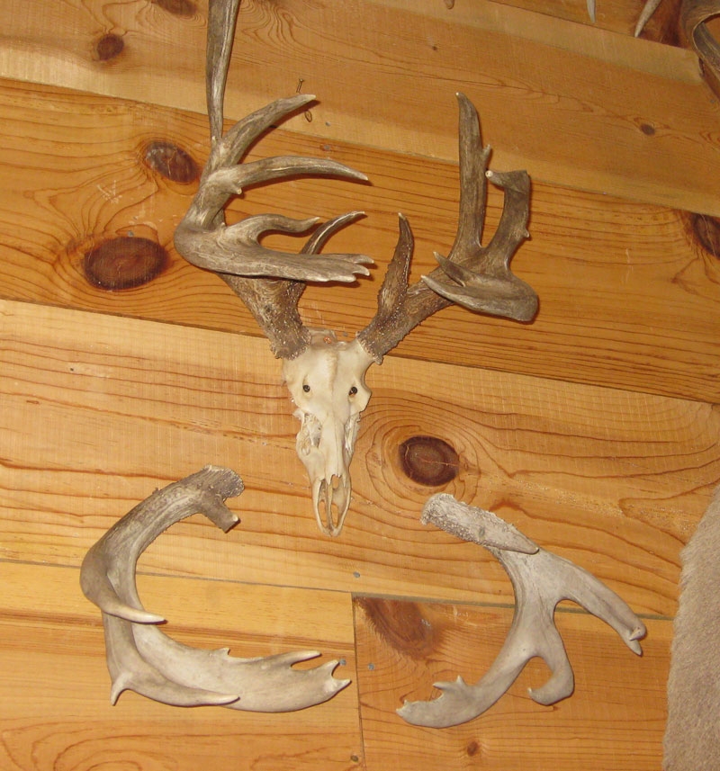 giant coues buck with shed antlers