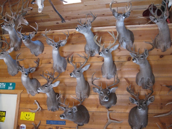 Coues buck collection