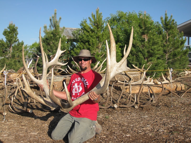giant elk shed antlers