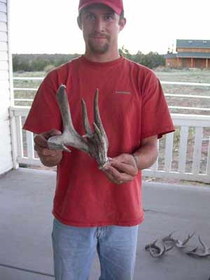 Coues Shed antler