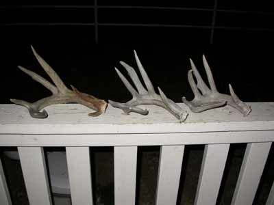 giant coues shed antler set