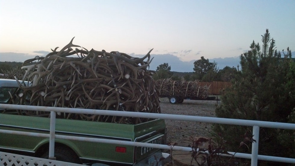 elk shed antler truckload